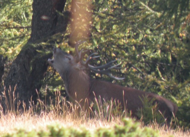 Strategie riproduttive del cervo (Cervus elaphus)